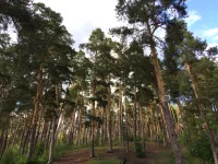 Особо охраняемая природная территория «Красная горка» (ООПТ «Территория «Красная горка»)